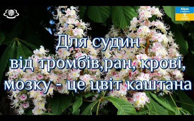 “Чи можна очистити судини настойкою цвіту каштана: ефективність та досвід”