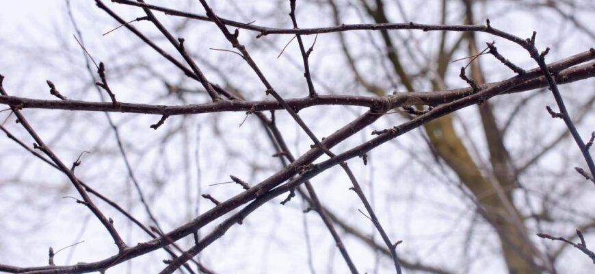 Чи можна спалювати гілки дерев: екологічні та правові аспекти