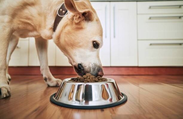 Nature’s Protection в Украине: сухие рационы для собак