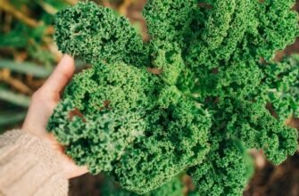 5 Convenient Kale Formats: Which One Fits Your Routine?