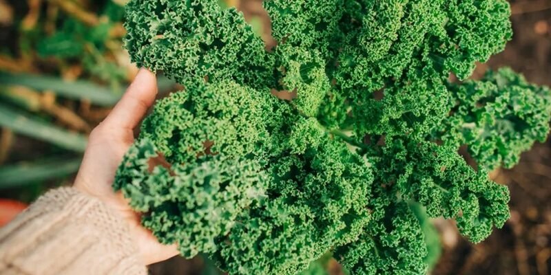 5 Convenient Kale Formats: Which One Fits Your Routine?