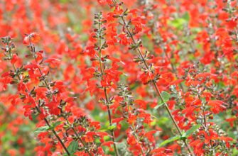 Red Sage vs Red Clover: Two Red Names, Two Plant Identities