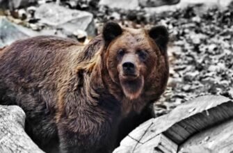 Київський зоопарк: чому його варто відвідати та де купити квитки