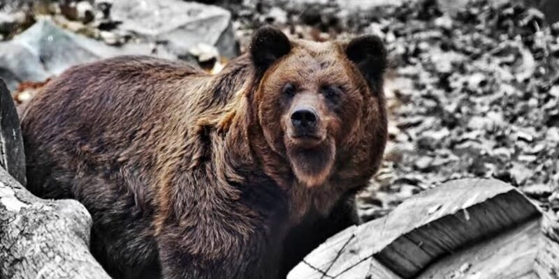 Київський зоопарк: чому його варто відвідати та де купити квитки
